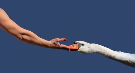 White swan takes food from  woman's hand. Concept of unity with nature isolated on blue.