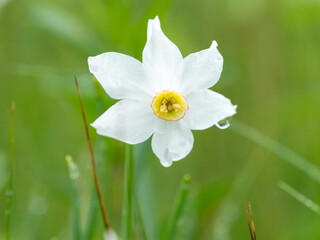 Flowering narcissus growing in a meadow in summer