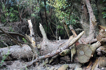 Albero marcio tagliato e accatastato nel bosco