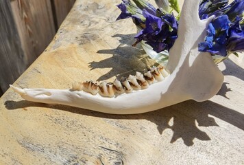 the hunting trophy of a two year old roebuck in spring, the lower jaw for age determination, with blue gentian flowers in the background © DoreenB. Photography
