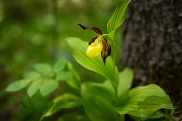 Closeup of a Ladys-slipper orchid in springtime