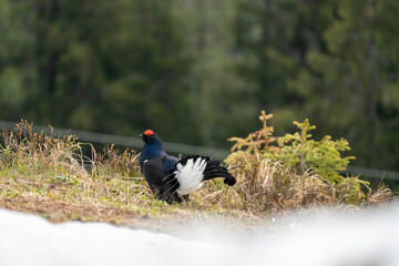 the courtship dance of a black grouse, lyrurus tetrix, at the morning on the mountains in spring