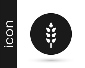 Black Cereals set with rice, wheat, corn, oats, rye, barley icon isolated on white background. Ears of wheat bread symbols. Vector