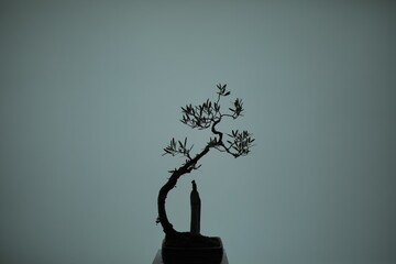 silhouette of a tree in a vase