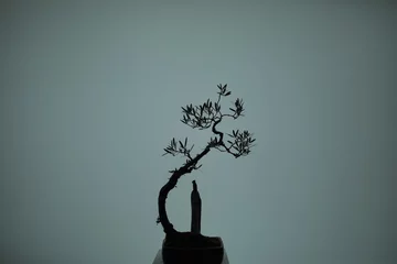Fotobehang Bonsai silhouette of a tree in a vase  © Benjamin Huang