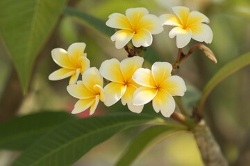Fototapeta na wymiar Beautiful yellow plumeria flowers in nature