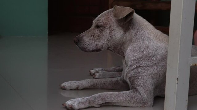 A young homeless dog sleeps on a tile outside. Close-up of the muzzle. 4k footage