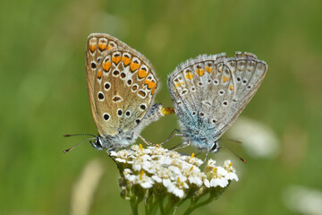 Fototapeta na wymiar Mating Polyommatus icarus. A pair of Close Up beautiful Lovely mating Common Blue Butterflies
