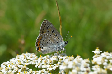 Naklejka na ściany i meble Male Butterfly Sooty Copper (Lycaena tityrus) side view, blurred background. Little blue butterfly on meadow