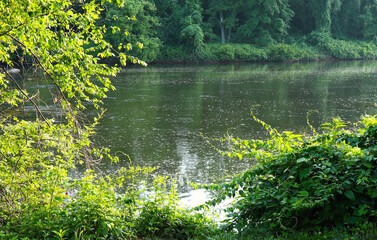 River Water and Greenery