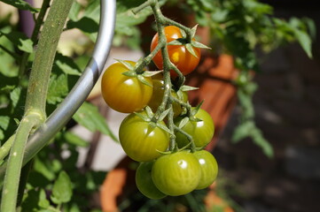 Tomaten