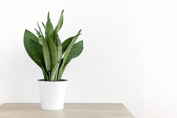 Sansevieria plant in a modern put on a wooden table against a white wall. Home plant Sansevieria trifa. Home Gardening concept.