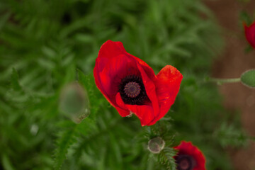red poppy flowers summer field