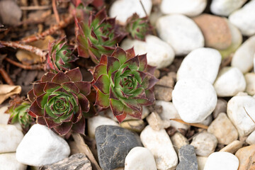 Houseleek or sempervivum tectorum between bright stones