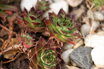 Houseleek or sempervivum tectorum between bright stones