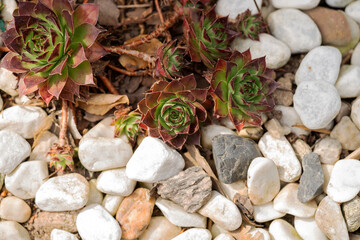 Houseleek or sempervivum tectorum between bright stones