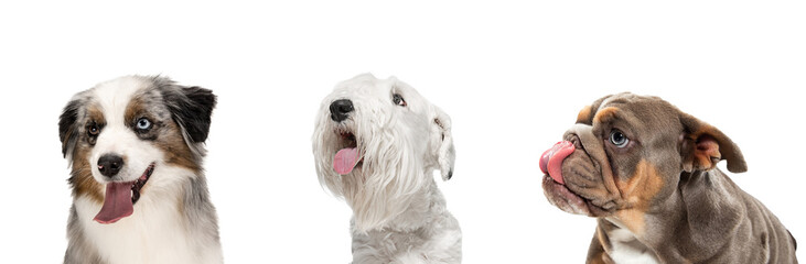 Art collage made of funny dogs different breeds posing isolated over white studio background.