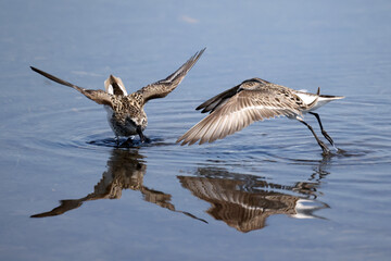 Semi palmated sandpipers fighting over best feeding spots at lake. Very aggressive flying scratching and pecking each other, on beautiful sunny day the beach