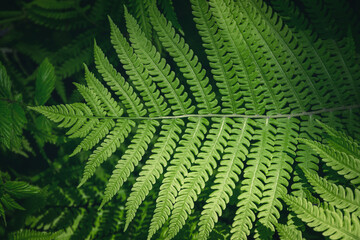 Fototapeta na wymiar Green fern