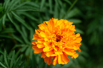 Tagetes flower blooming in garden