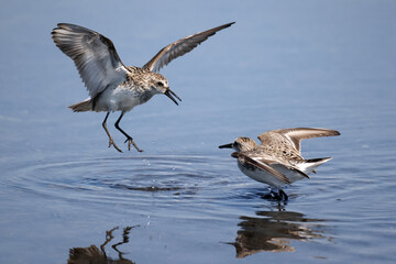 Fototapeta premium Semi palmated sandpipers fighting over best feeding spots at lake. Very aggressive flying scratching and pecking each other, on beautiful sunny day the beach