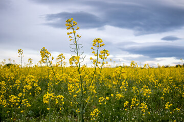 Rape field in the evening
