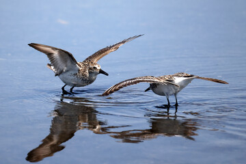 Semi palmated sandpipers fighting over best feeding spots at lake. Very aggressive flying scratching and pecking each other, on beautiful sunny day the beach