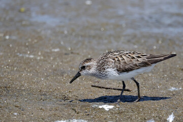semi palmated sandpiper feeding at lake on beautiful summer day
