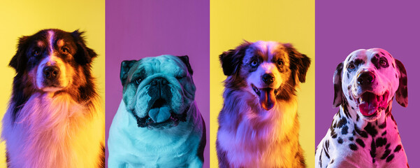 Art collage made of funny dogs different breeds on multicolored studio background in neon light....