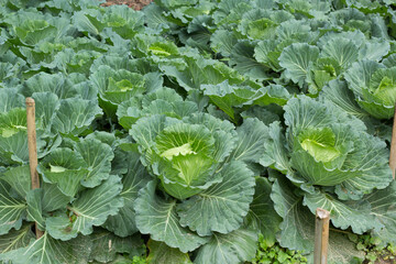 cabbage growing in the garden