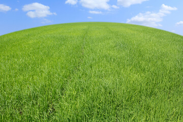 rice field and blue sky