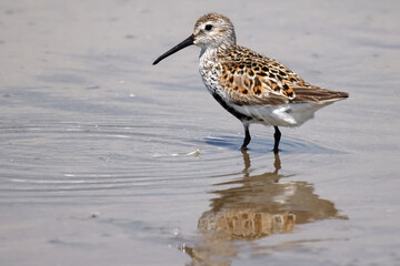 Dunlin with black belly patch feeding at lake on beautiful summer day