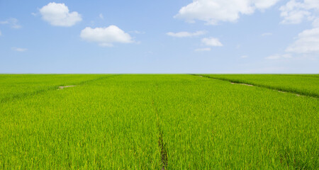 rice field and blue sky