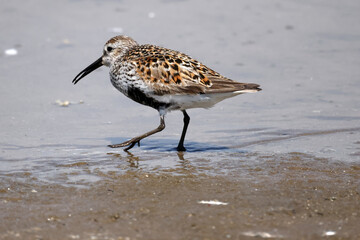 Dunlin, sandpiper species with black belly patch and bigger, feeds and wades on a beautiful sunny summer day at the beach