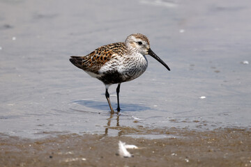 Dunlin, sandpiper species with black belly patch and bigger, feeds and wades on a beautiful sunny summer day at the beach
