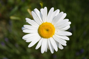 oxeye daisy flower head close up, isolated 