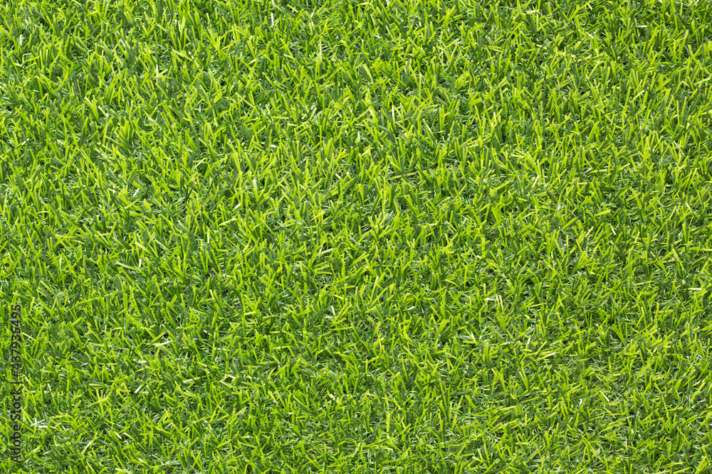Canvas Prints top view green grass texture for background