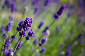 Blossoming lavender close up, full frame, shallow depth of field, on a sunny summer day