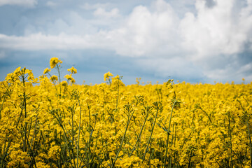 Closeup of scenic view on a yellow rapseseed field