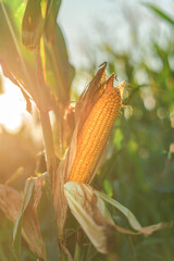 Fototapeta Ear of corn in the field obraz
