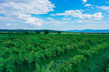 Bulgaria, rose plantation valley. Rosa damascena farm, rosebush.