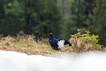 the courtship dance of a black grouse, lyrurus tetrix, at the morning on the mountains in spring
