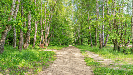 footpath in the forest park on a bright summer day