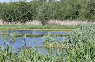 Pond with invading reed mace