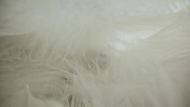 Delicate and light animal feathers. Natural plumage of the bird.
