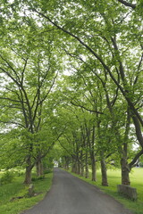 The trail through the park has a lot of green trees and plants.