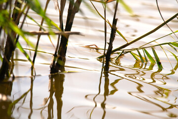 reeds in stagnant water