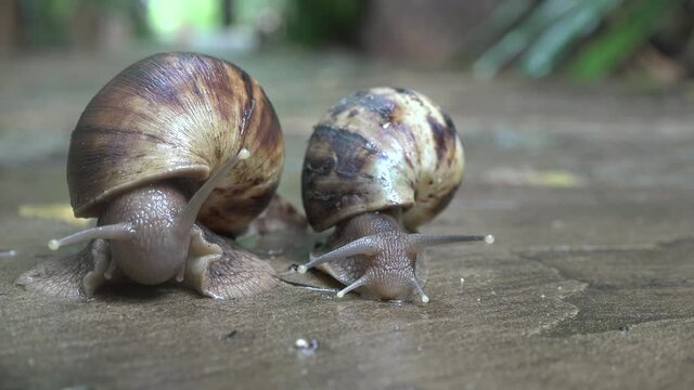 Grape snail crawls on wet asphalt.