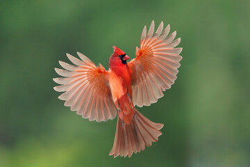 Male Cardinal flying up to birdfeeder for a snack