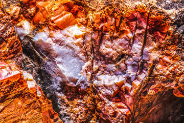 Petrified Wood Rock Abstract National Park Arizona